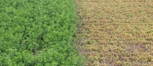 Options For Alfalfa Removal In Spring